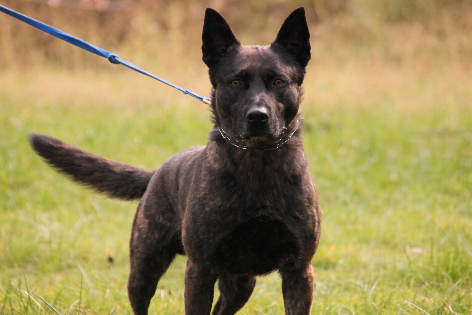 Eran — de las Flores Dutch Shepherds