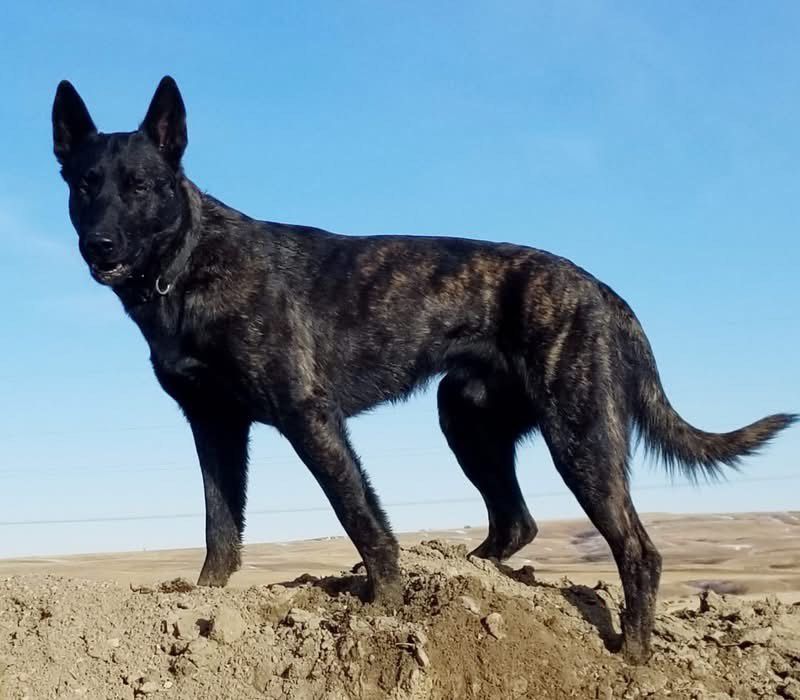 Y’Nigel de las Flores — de las Flores Dutch Shepherds