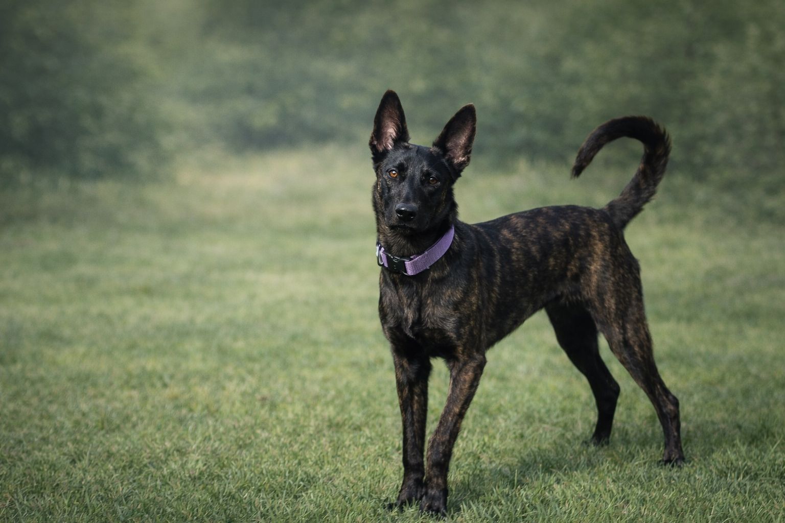 X'Ryze de las Flores — de las Flores Dutch Shepherds