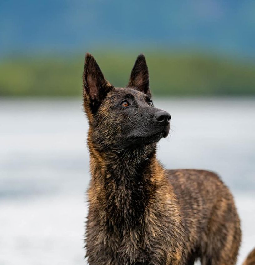 Yera de las Flores — de las Flores Dutch Shepherds