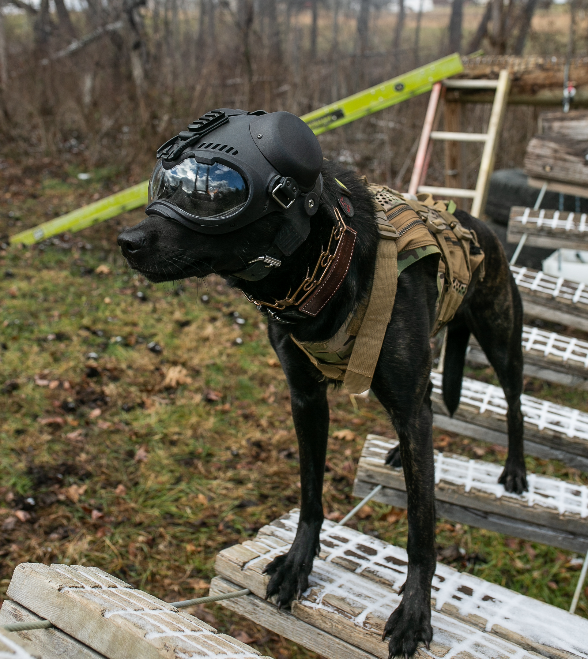 Q de las Flores — de las Flores Dutch Shepherds